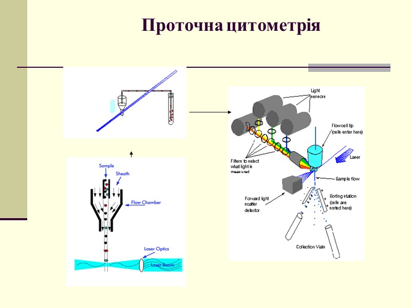 Проточна цитометрія